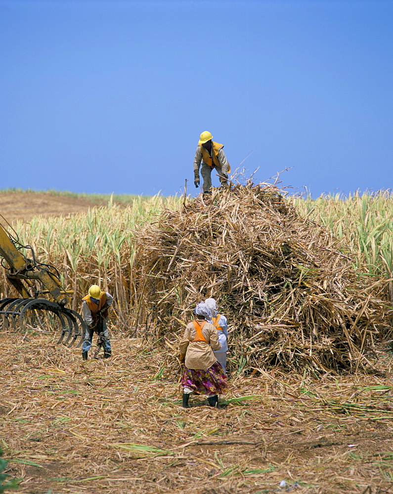 Harvesting sugar cane, Mauritius, Indian Ocean, Africa