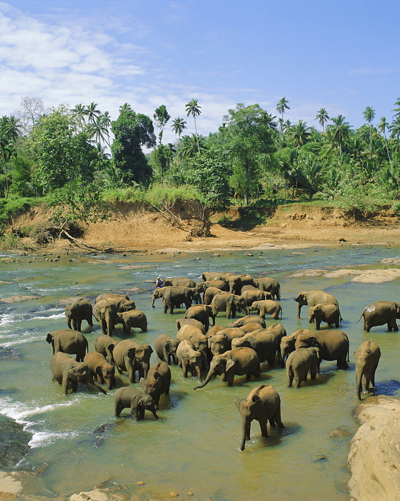 Elephants in the river, Pinnewala, Sri Lanka