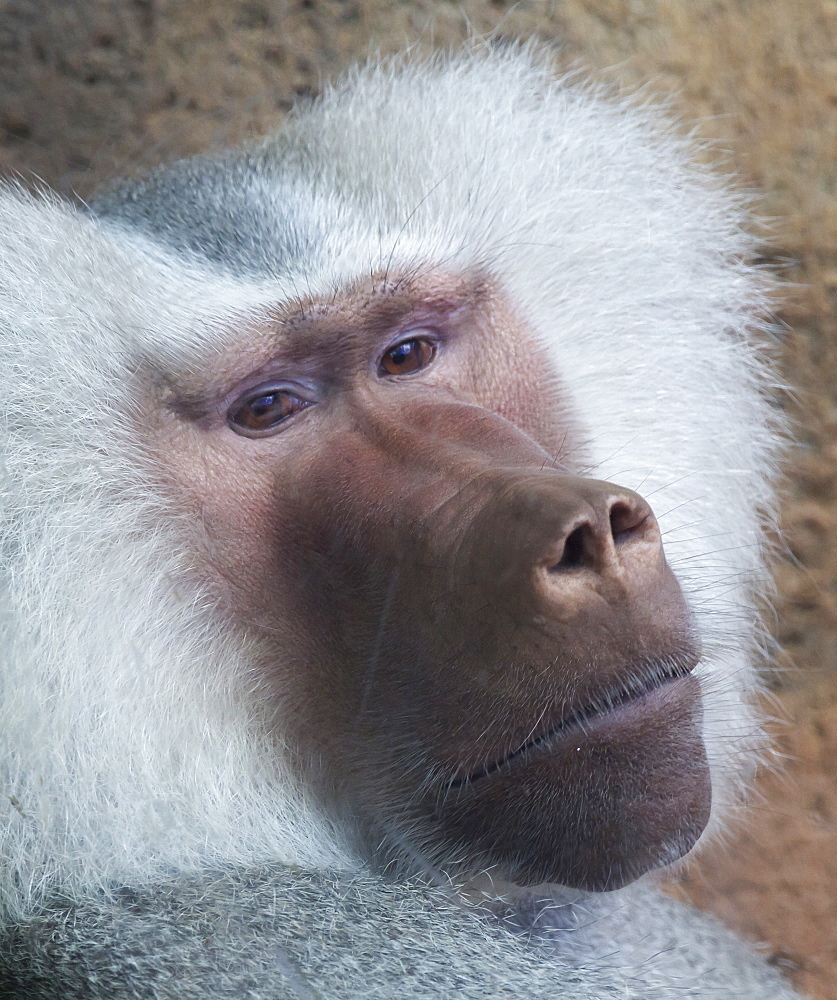 Hamadryas baboon, Hawaii, United States of America, Pacific