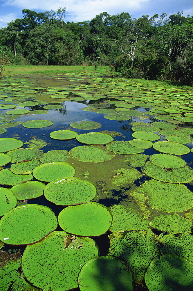 Parque Ecologico do Janauary, Victoria Amazonica (Giant Water-Lily), Manaus, Amazonas, Brazil, South America