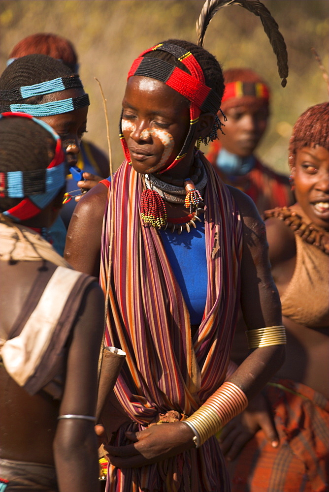 Ritual dancing round cows and bulls before the initiate jumps, Jumping of the Bulls initiation ceremony of the Hamer (Hamar) people, Turmi, Lower Omo Valley, Ethiopia, Africa