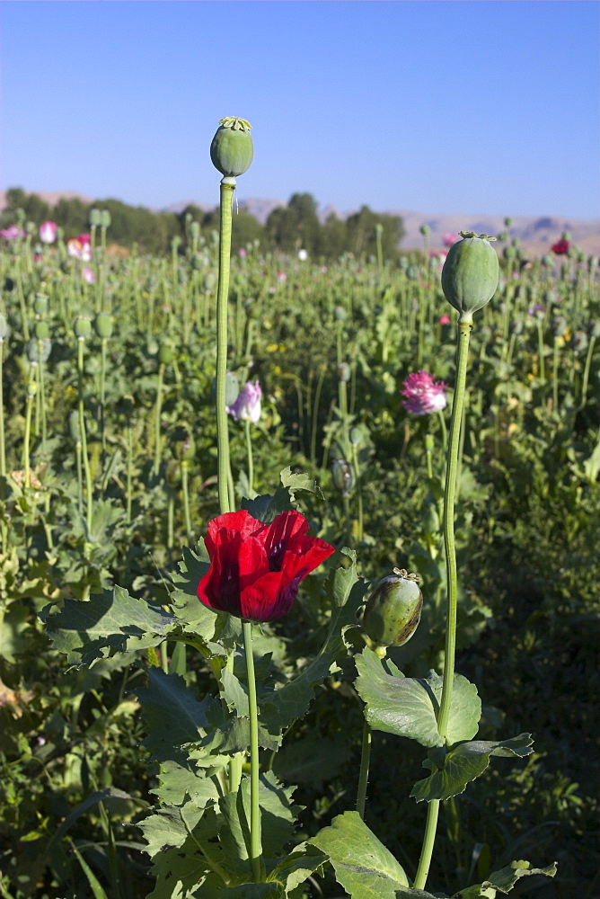 Poppy field between Daulitiar and Chakhcharan, Afghanistan, Asia