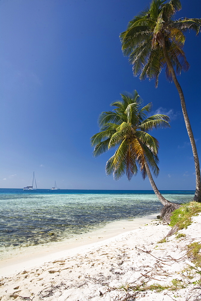 Palm trees on beach, Silk Caye, Belize, Central America