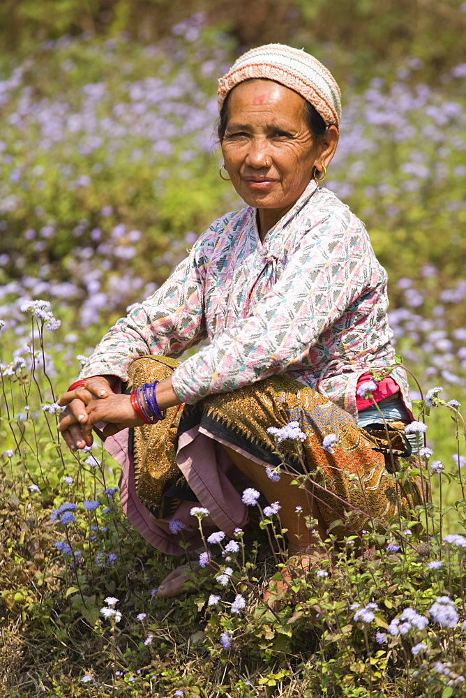 Woman sitting in field of wild flowers, Royal trek, Pokhara, Nepal, Asia