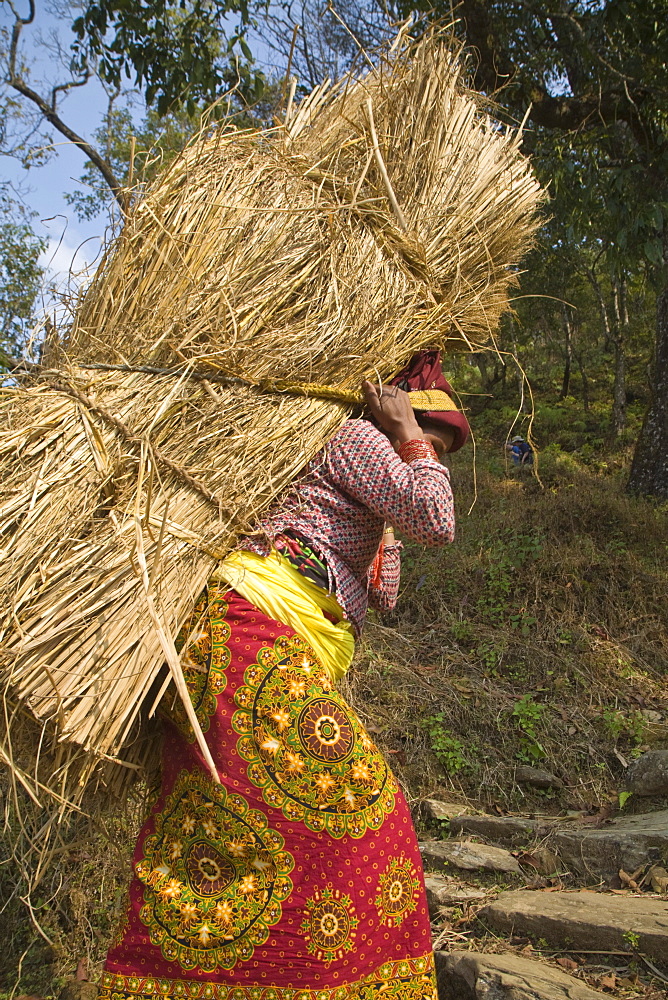 Local woman carrying heavy bale of hay on her back, Royal trek, Pokhara, Nepal, Asia