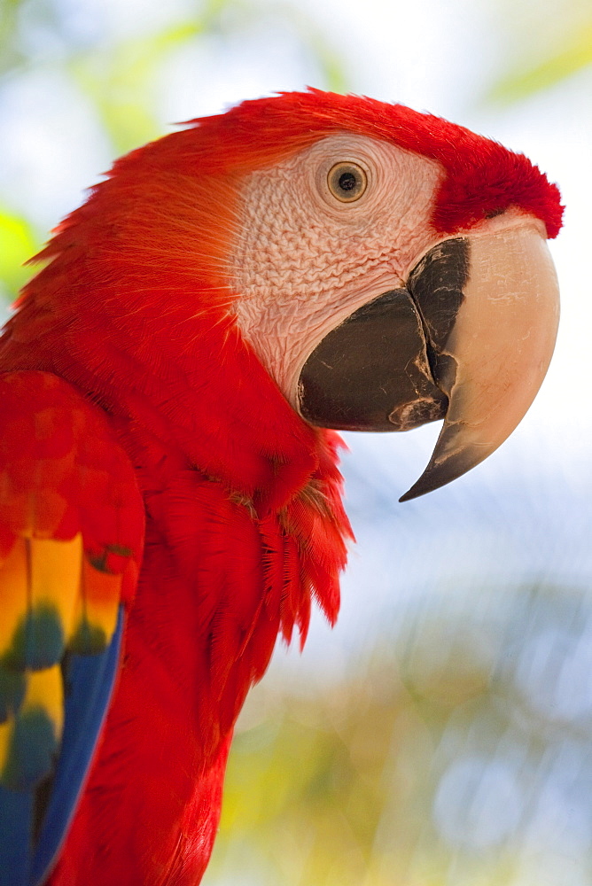 Scarlet macaw, Roatan, Bay Islands, Honduras, Central America