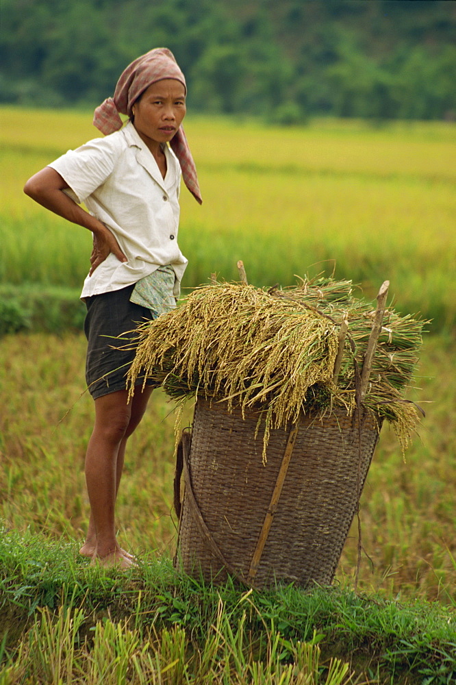 Woman in a rice field with wicker basket of harvested rice at Mai Chau in Vietnam, Indochina, Southeast Asia, Asia