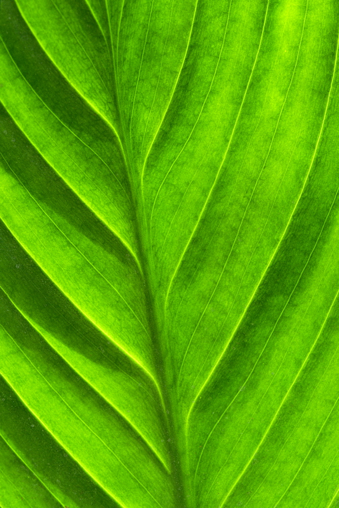 Close-up of a leaf