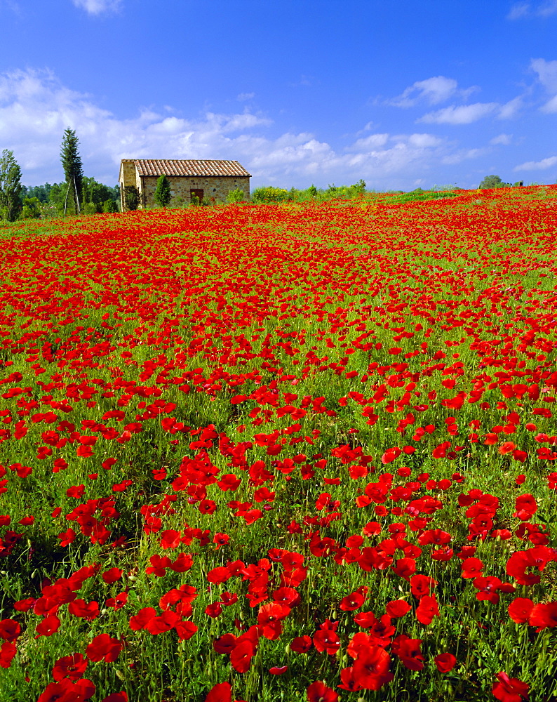 Field of poppies and barn, near Montepulciano, Tuscany, Italy 