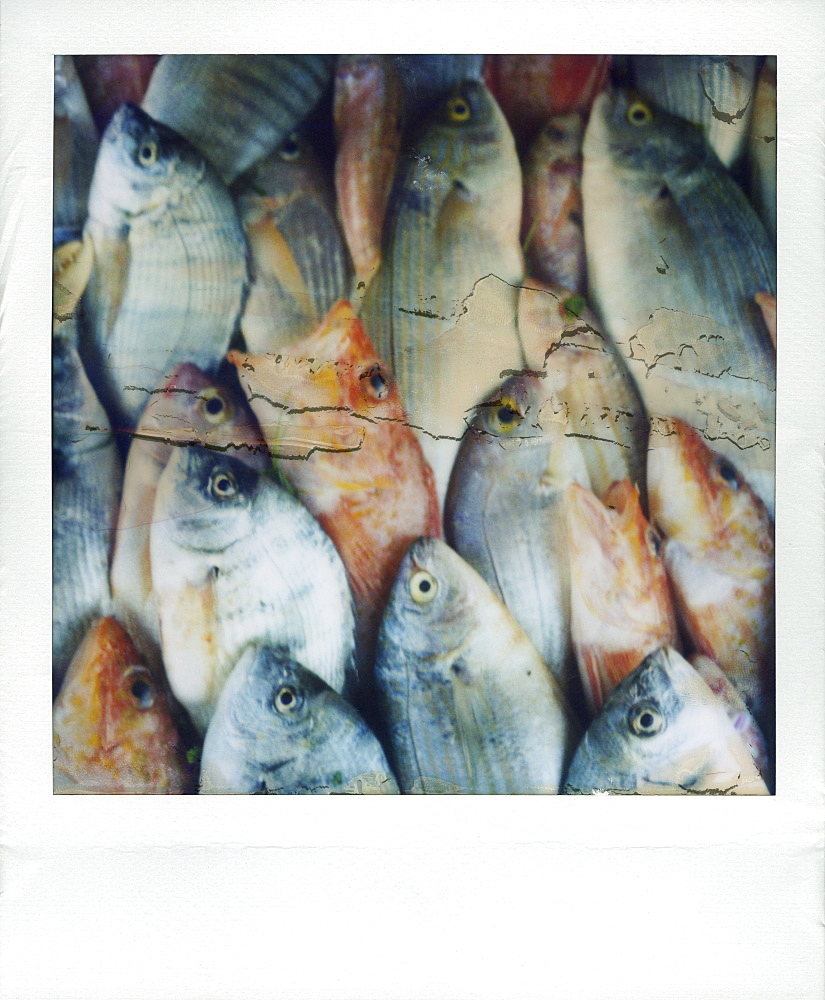 Polaroid image of fish on sale in fish market, Essaouira, Morocco, North Africa, Africa