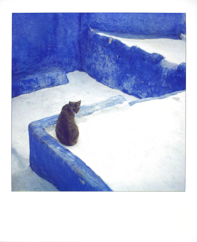 Polaroid of a cat sitting on whitewashed path, Chefchaouen, Morocco, North Africa, Africa