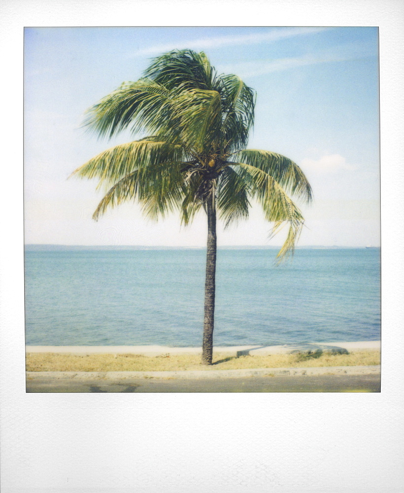 Polaroid of single palm tree with Caribbean Sea in background, Cienfuegos, Cuba, West Indies, Central America