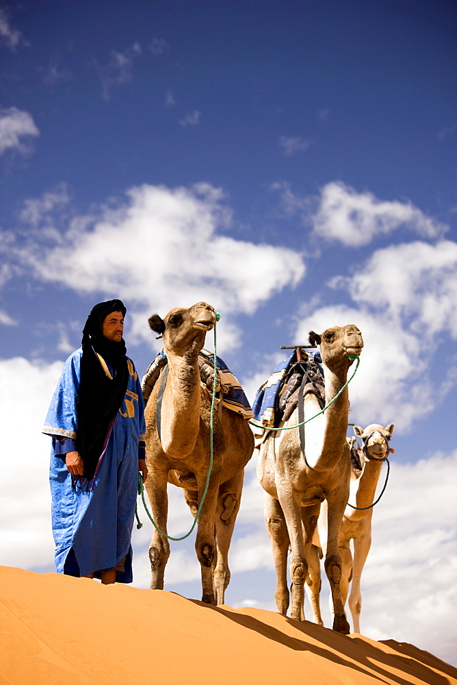 Berber man in blue robe with three camels on the ridge of a sand dune in the Erg Chebbi sand sea near Merzouga, Morocco, North Africa, Africa