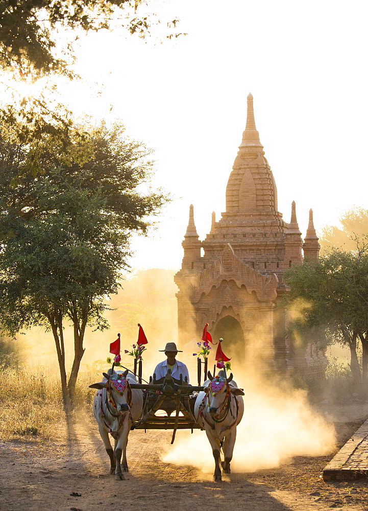 Bullock cart on a dusty track among the temples of Bagan with light from the setting sun shining through the dust, Bagan, Myanmar (Burma), Southeast Asia