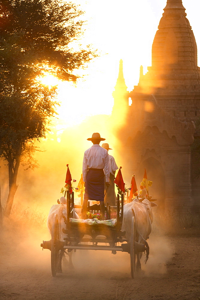 Bullock cart on a dusty track among the temples of Bagan with light from the setting sun shining through the dust, Bagan, Myanmar (Burma), Southeast Asia