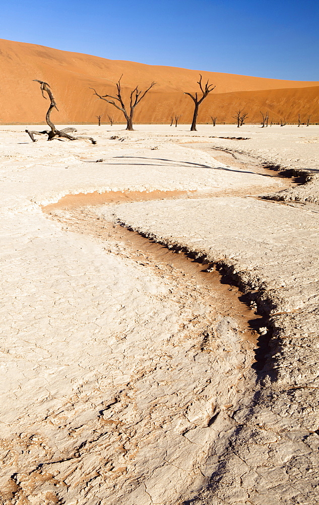 Dried mud pan with ancient camelthorn trees and orange sand dunes in the distance, Dead Vlei, Namib Desert, Namib Naukluft Park, Namibia, Africa