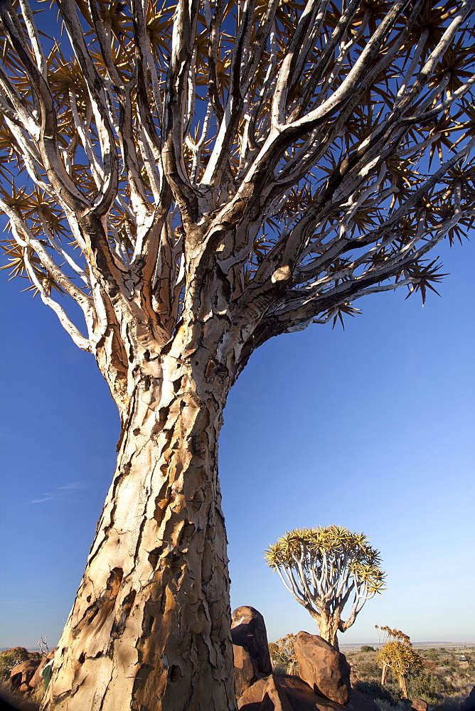 Quiver trees (Aloe Dichotoma), also referred to as Kokerboom, in the Quivertree Forest on Farm Gariganus near Keetmanshopp, Namibia, Africa