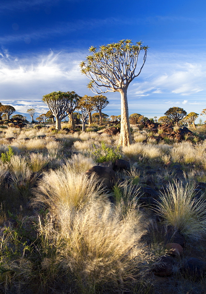 Quiver trees (Aloe Dichotoma), also referred to as Kokerboom, in the Quivertree Forest on Farm Gariganus near Keetmanshopp, Namibia, Africa