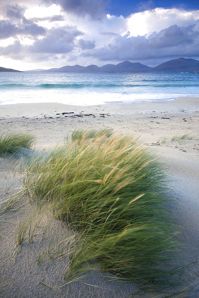 Beach at Luskentyre with dune grasses blowing in the foreground and the hills of North Harris in the distance, Isle of Harris, Outer Hebrides, Scotland