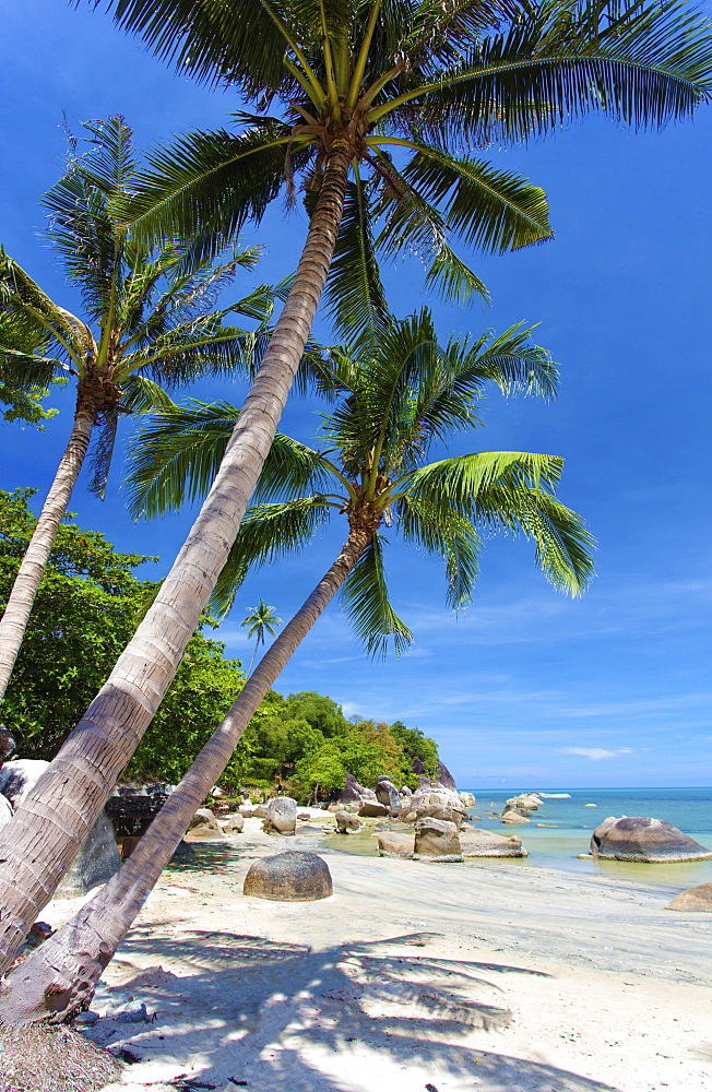 Palm trees and Lamai Beach, Koh Samui, Thailand, Southeast Asia, Asia