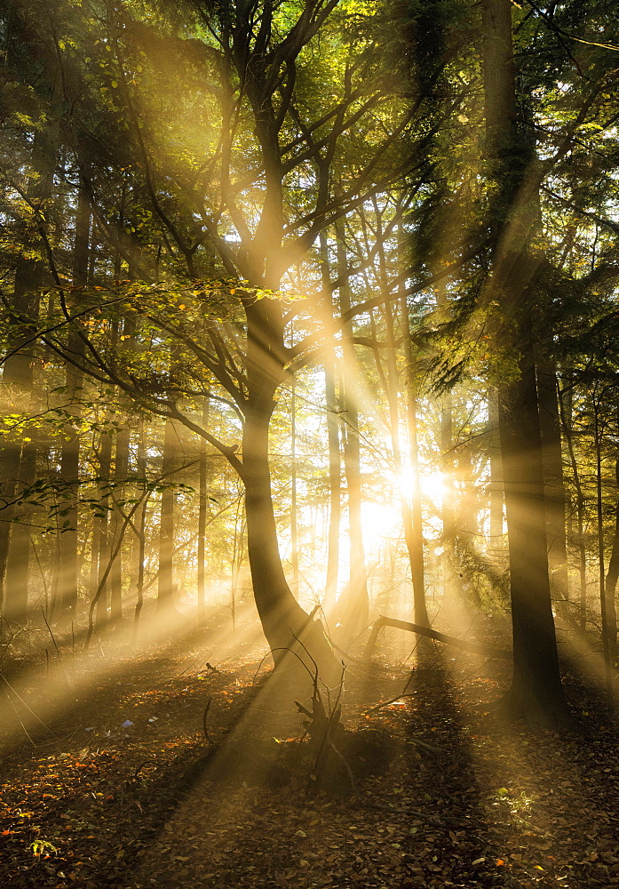 Sunbeams bursting through misty autumnal woodland, Limpsfield Chart, Oxted, Surrey, England, United Kingdom, Europe