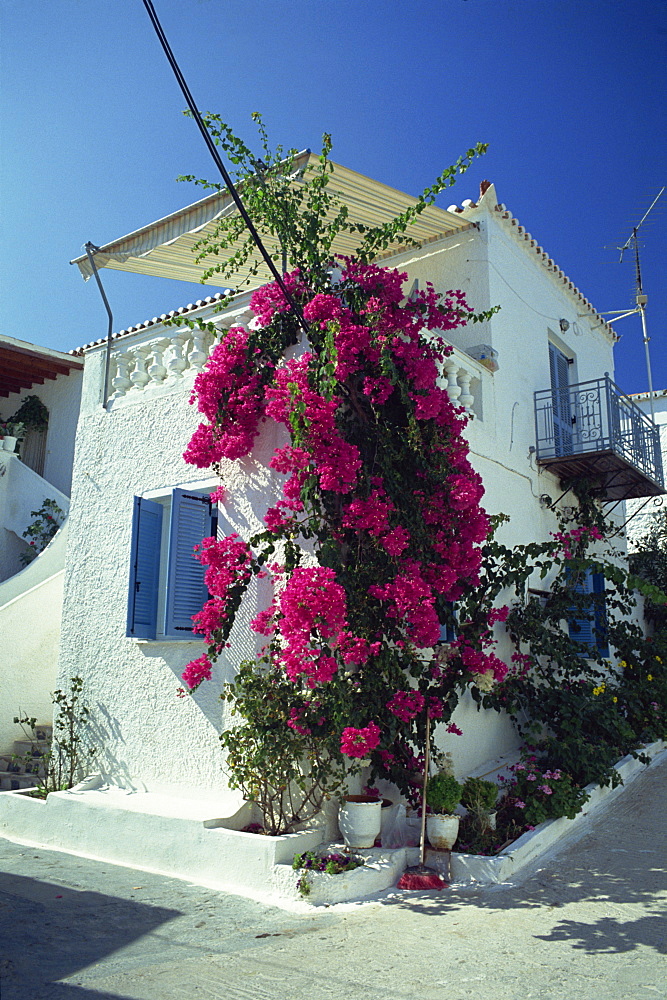 Bougainvillea on a white house on the island of Spetse, Greek Islands, Greece, Europe