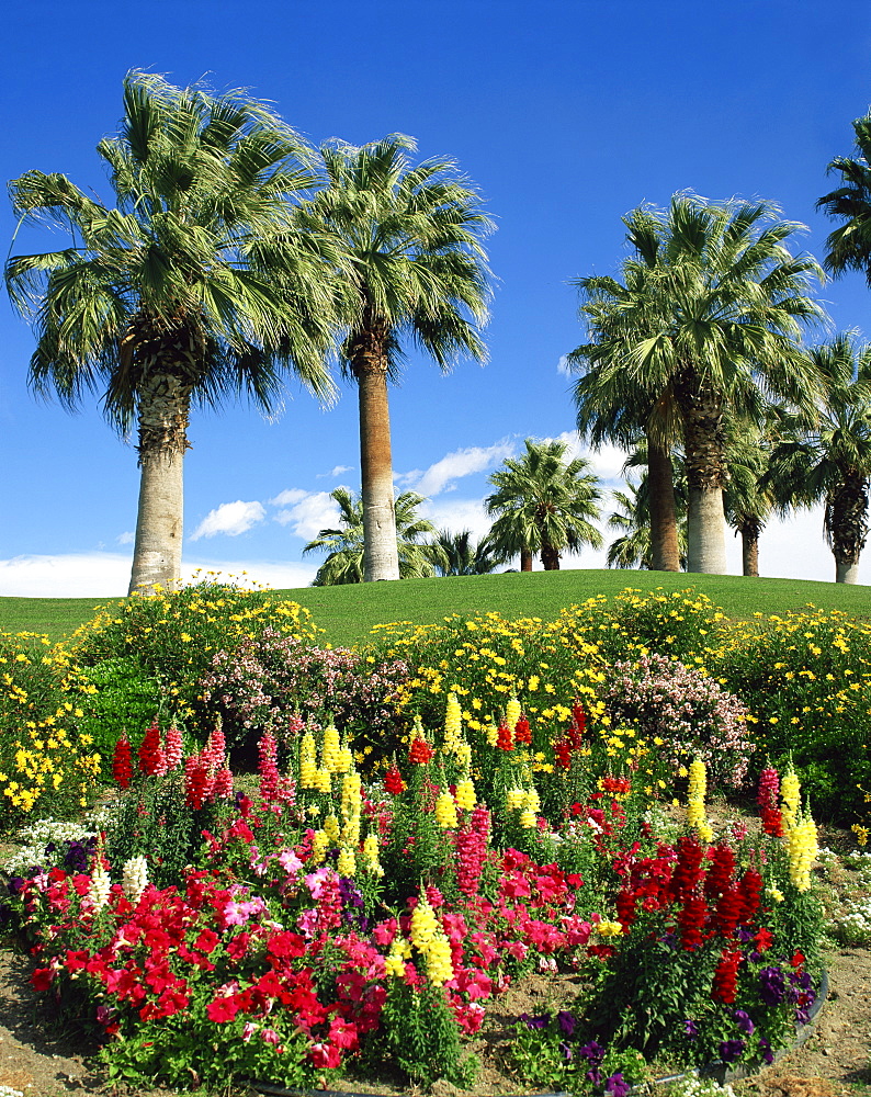 Petunias and antirrhinum flowers with palm trees in the background, at Desert Palm Springs, California, United States of America, North America