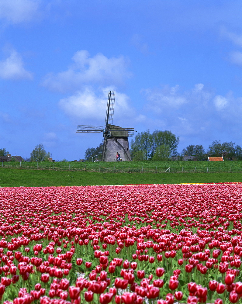 Field of tulips in front of a windmill near Amsterdam, Holland, Europe