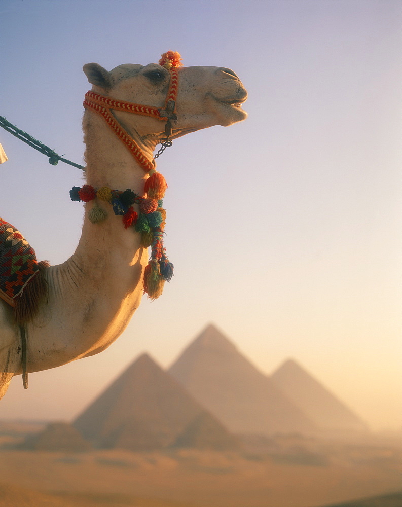 Close-up of a camel before the Pyramids at Giza, Cairo, Egypt, North Africa, Africa