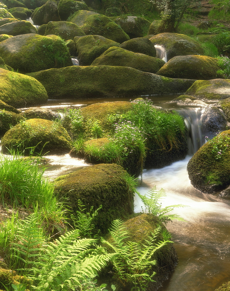 Mountain stream cascades over rocks covered with mosses, ferns and flowers in Scotland, United Kingdom, Europe