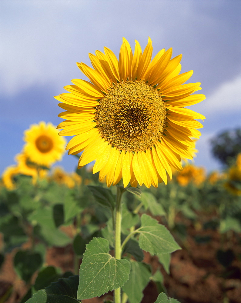 Sunflower in France, Europe