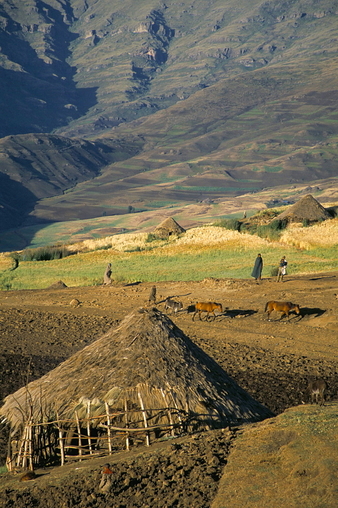 Debirichwa village in early morning, Simien Mountains National Park, UNESCO World Heritage Site, Ethiopia, Africa