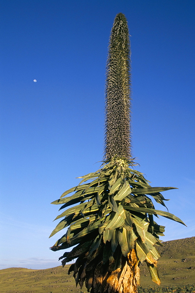 Giant lobelia, Simien Mountains National Park, UNESCO World Heritage Site, Ethiopia, Africa