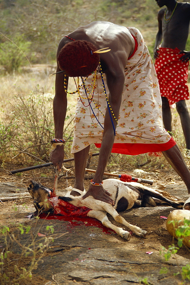 Samburu moran cutting head off goat, Samburuland, Kenya, East Africa, Africa