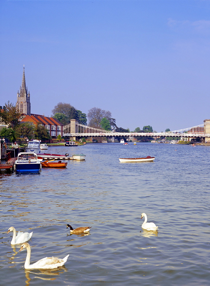 Swans on the River Thames with suspension bridge in the background, Marlow, Buckinghamshire, England, UK, Europe