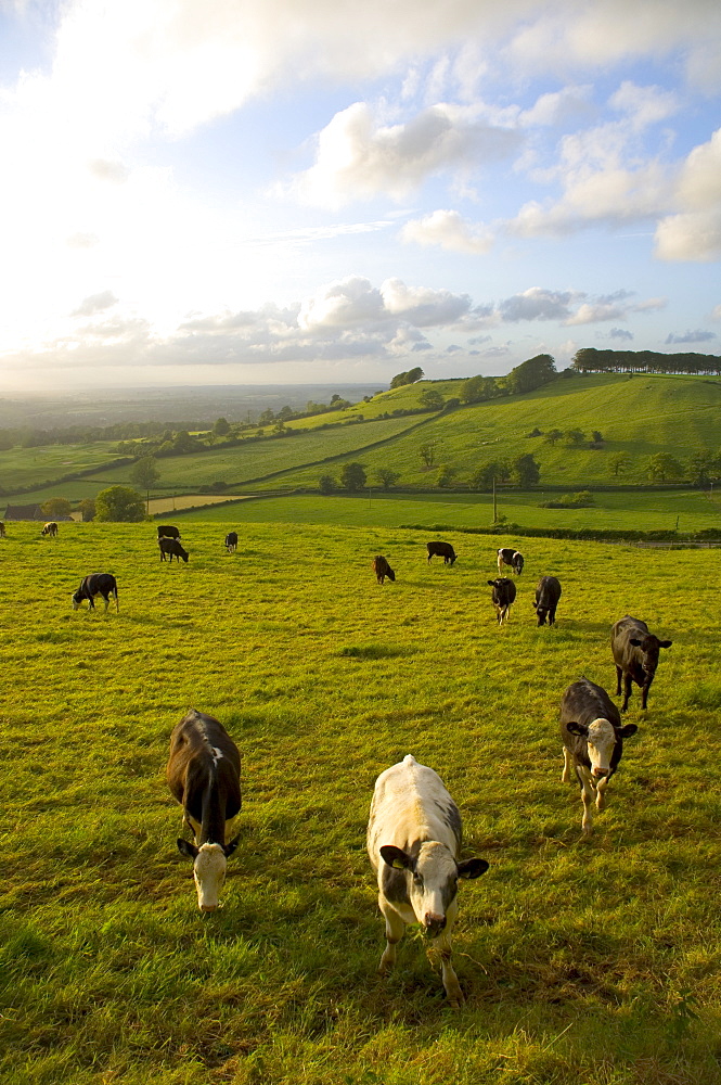 Landscape with cattle, Somerset, England, UK