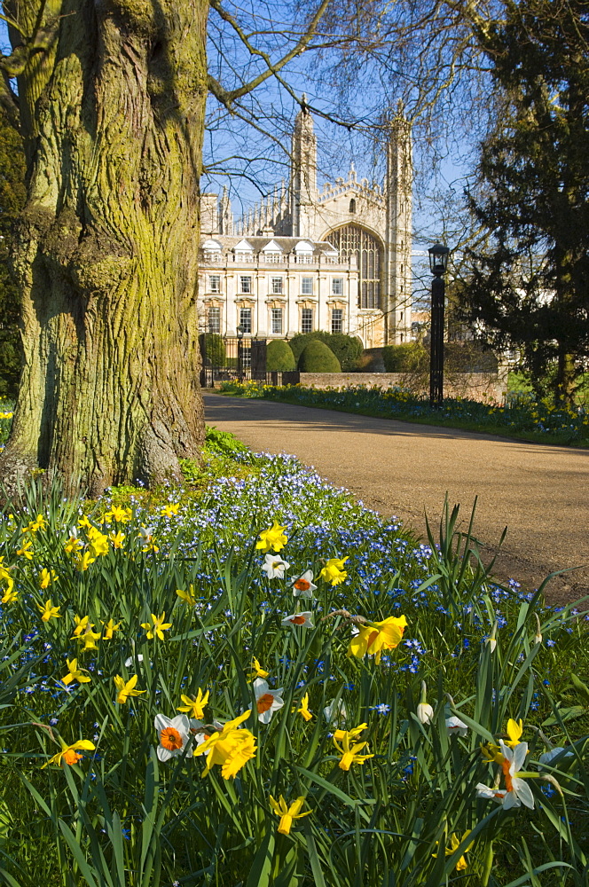 Kings College Chapel, Cambridge, Cambridgeshire, England, United Kingdom, Europe