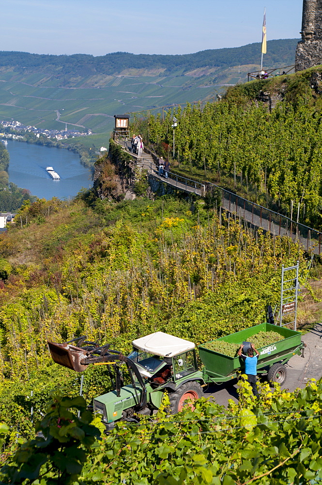 Grape harvesting overlooking Mosel valley at Bernkastel-Kues, Rhineland-Palatinate, Germany, Europe