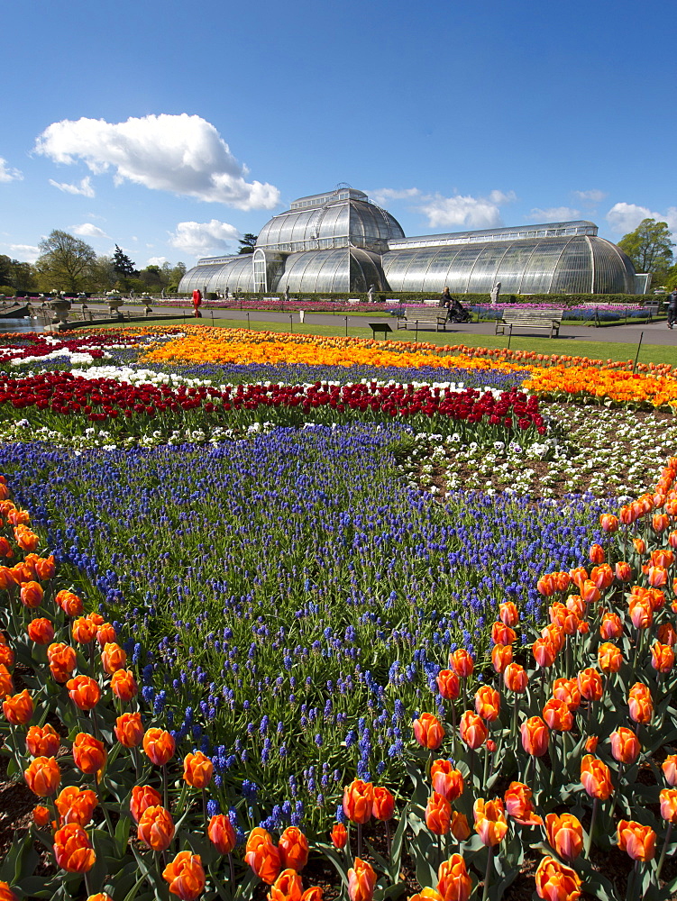 Flags of Liberty tulip beds, Holland and Great Britain, and Palm House, Royal Botanic Gardens, UNESCO World Heritage Site, Kew, Greater London, England, United Kingdom, Europe