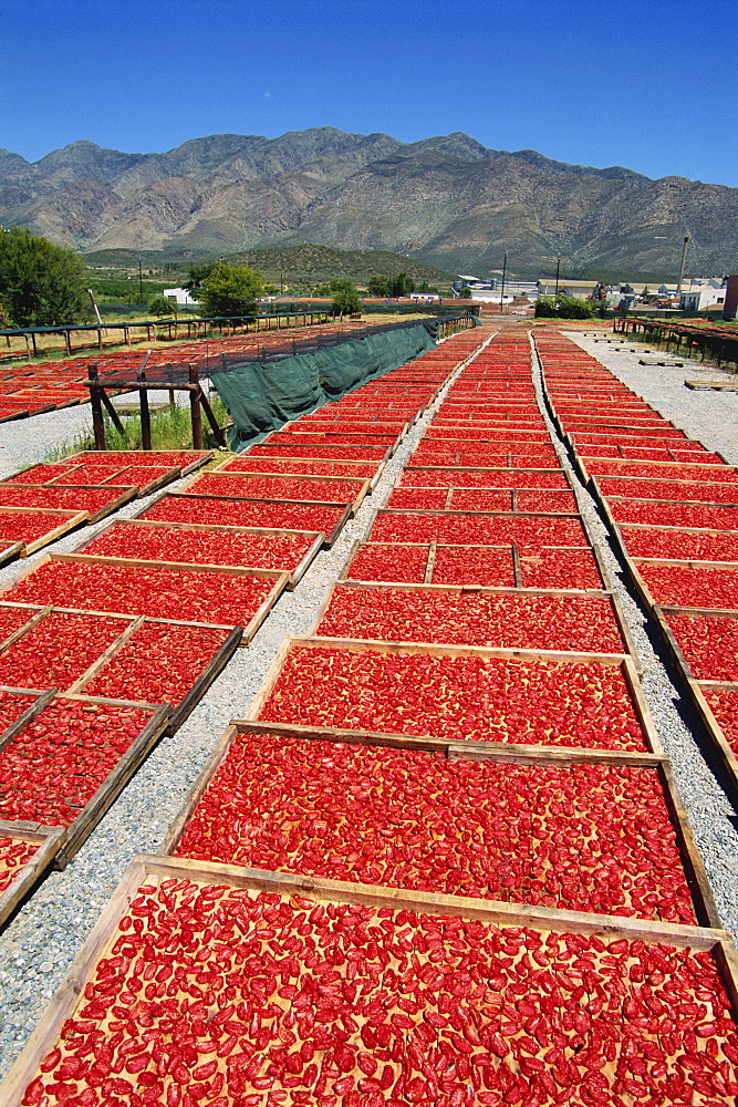 Dried tomatoes at Montagu, Little Karoo, South Africa, Africa