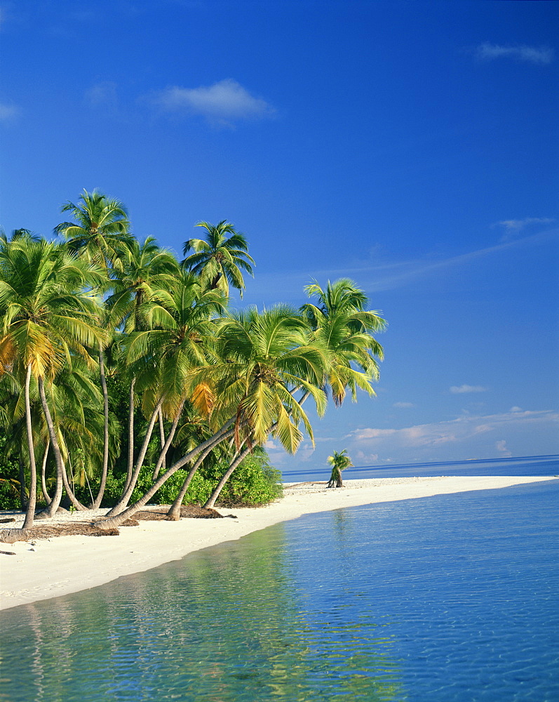 Tropical beach with palm trees at Kudabandos in the Maldive Islands, Indian Ocean, Asia