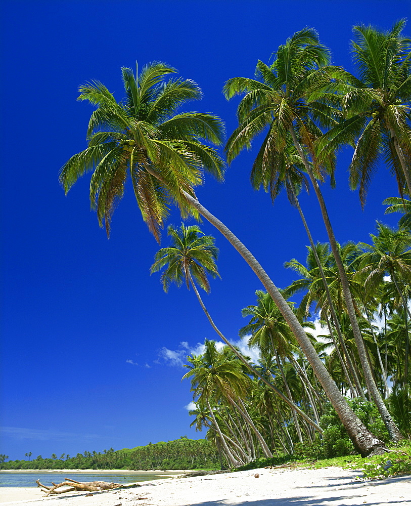 Palm trees on a tropical island beach on the Viti Coral coast in Fiji, Pacific Islands, Pacific