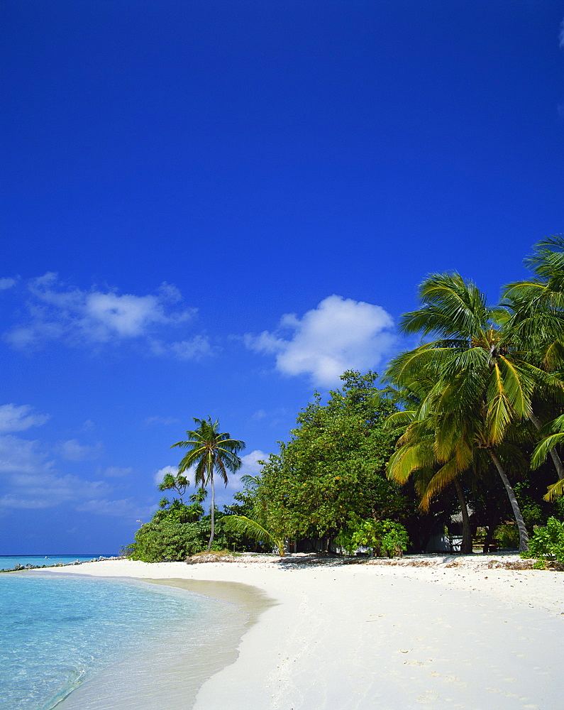 A tropical beach with palm trees in the Maldive Islands, Indian Ocean, Asia