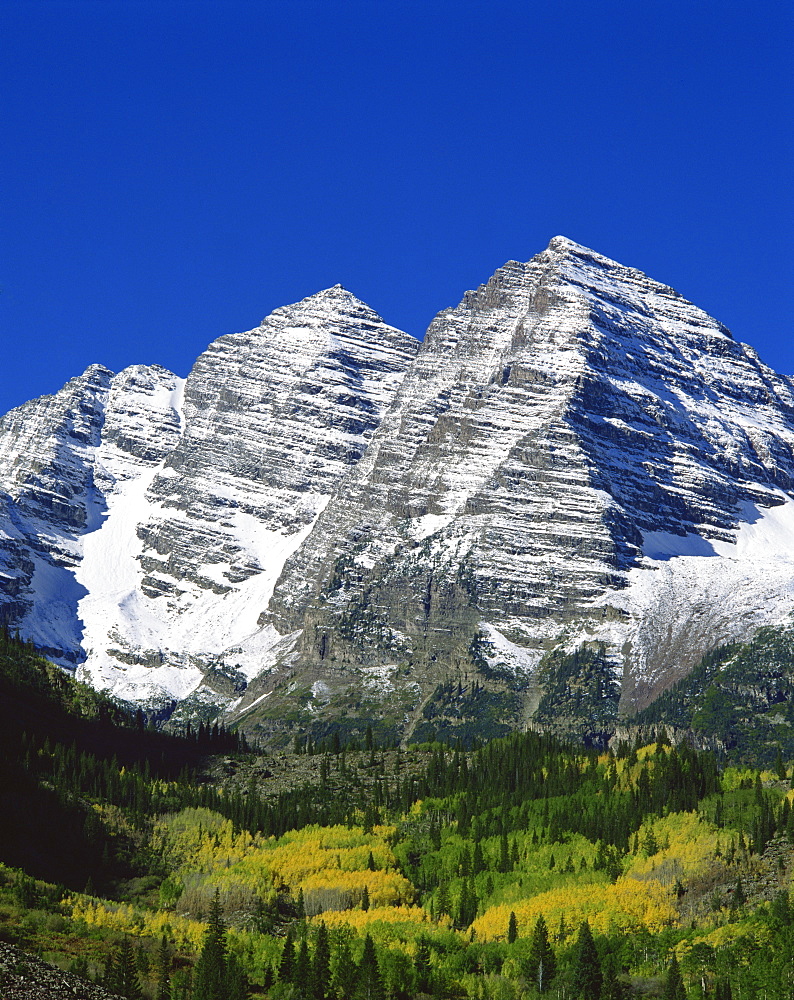 Trees in fall colours below snow covered Maroon Bell Mountains, at Aspen, Colorado, United States of America, North America