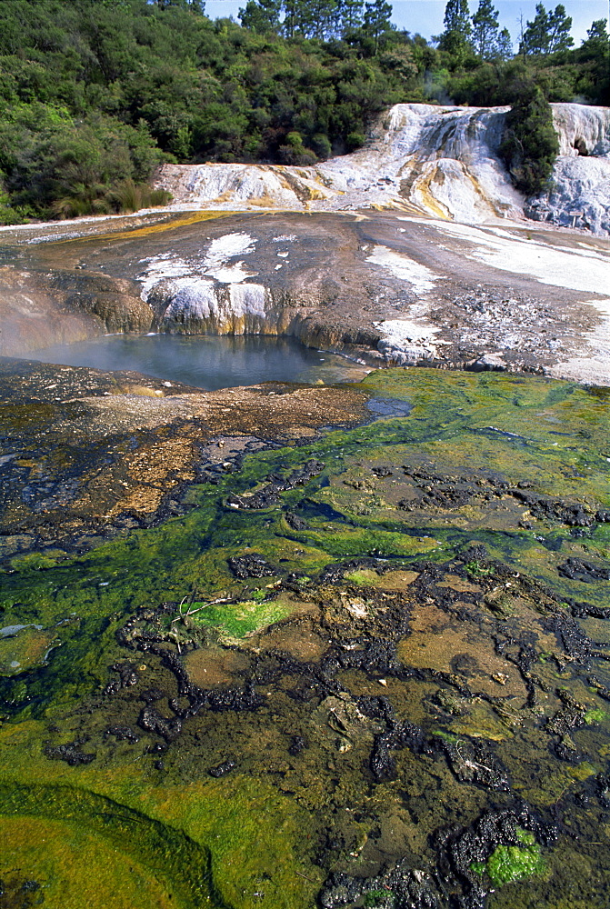 Algae in the hot springs at Orakei Korako, South Auckland, North Island, New Zealand, Pacific