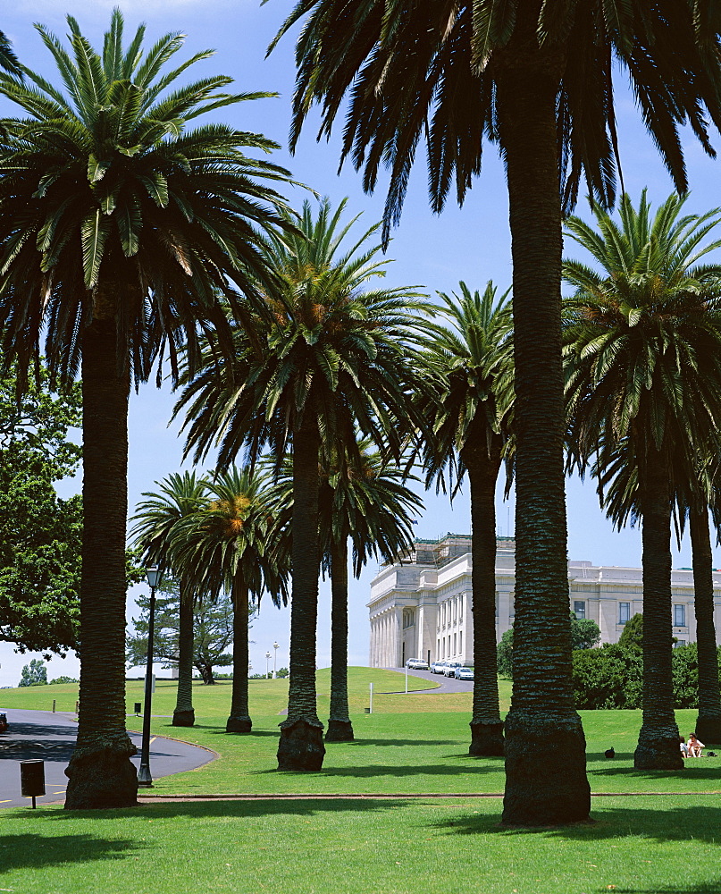 Palm trees and museum, Auckland Domain, Auckland, North Island, New Zealand, Pacific