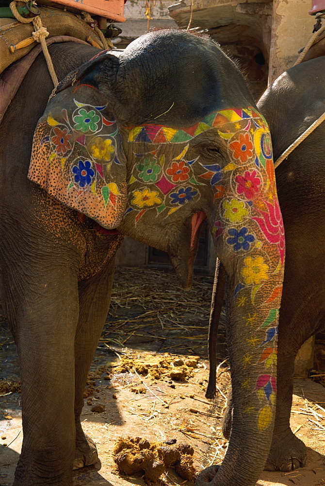 Close-up of a painted elephant, used for transporting tourists, Amber Palace, Jaipur, Rajasthan, India, Asia