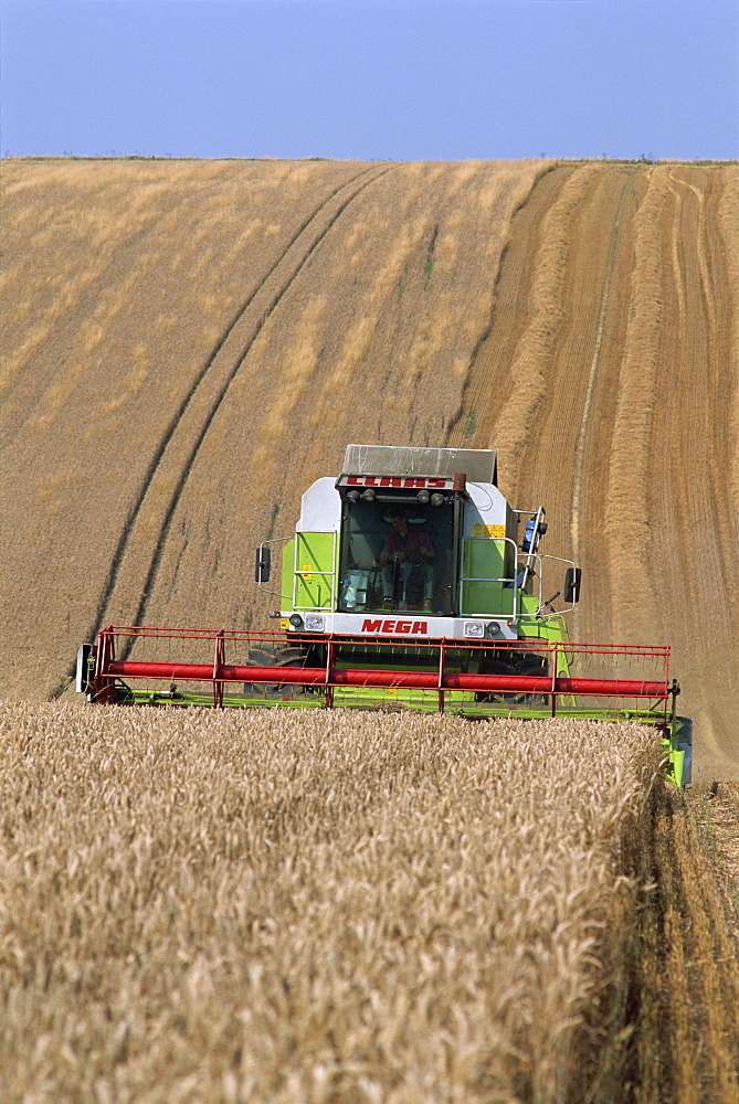 Claas combine harvester harvesting wheat grown on the downs in Wiltshire, England, United Kingdom, Europe