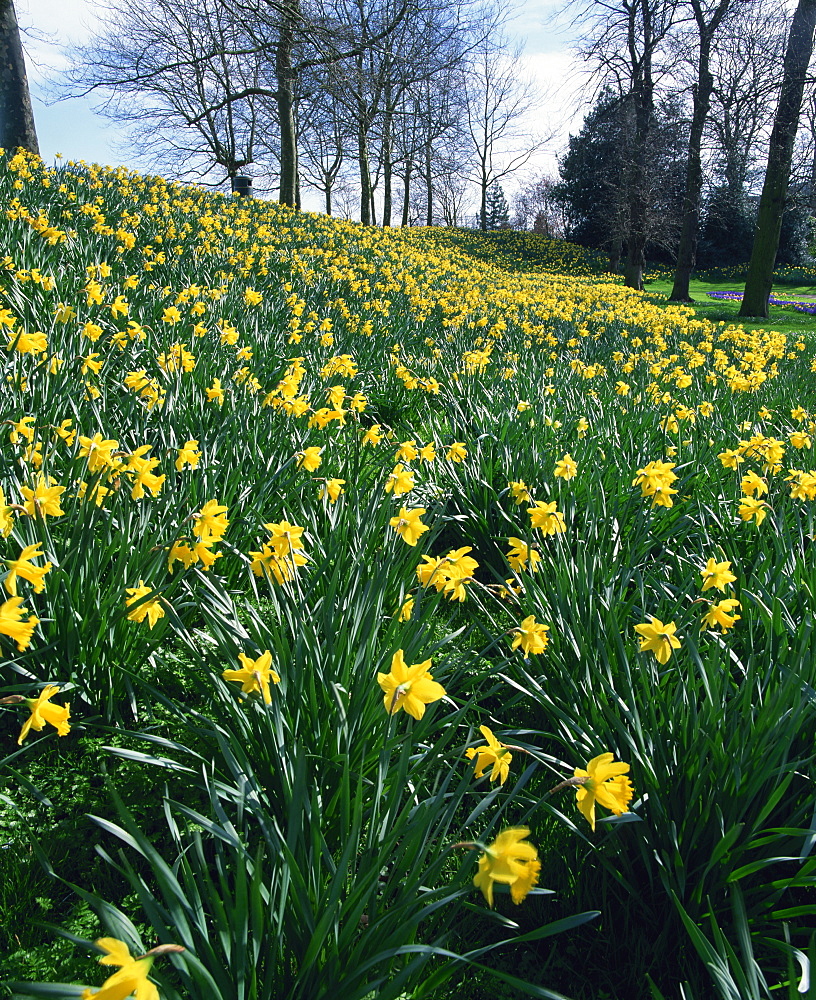 Daffodils in spring