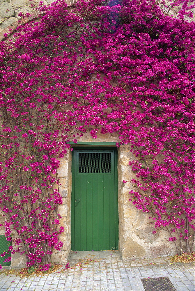 Bougainvillea glabra around a green wooden door on the 542m summit of Tibidado in Barcelona, Catalonia, Spain, Europe